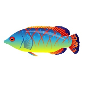 Cross Lined Wrasse